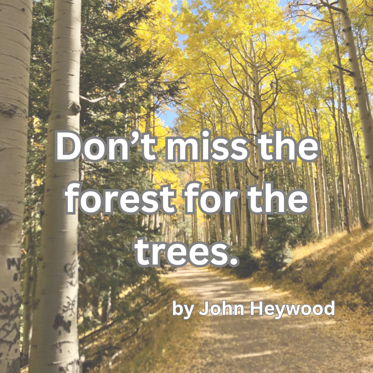 A forest of mostly aspen trees in the fall. Most of the trees have bright yellow leaves. There is a gravel path that leads into the brightly lit forest that you can’t tell where it goes or ends. The text” Don’t miss the forest for the trees by John Heywood is in the middle in white text.