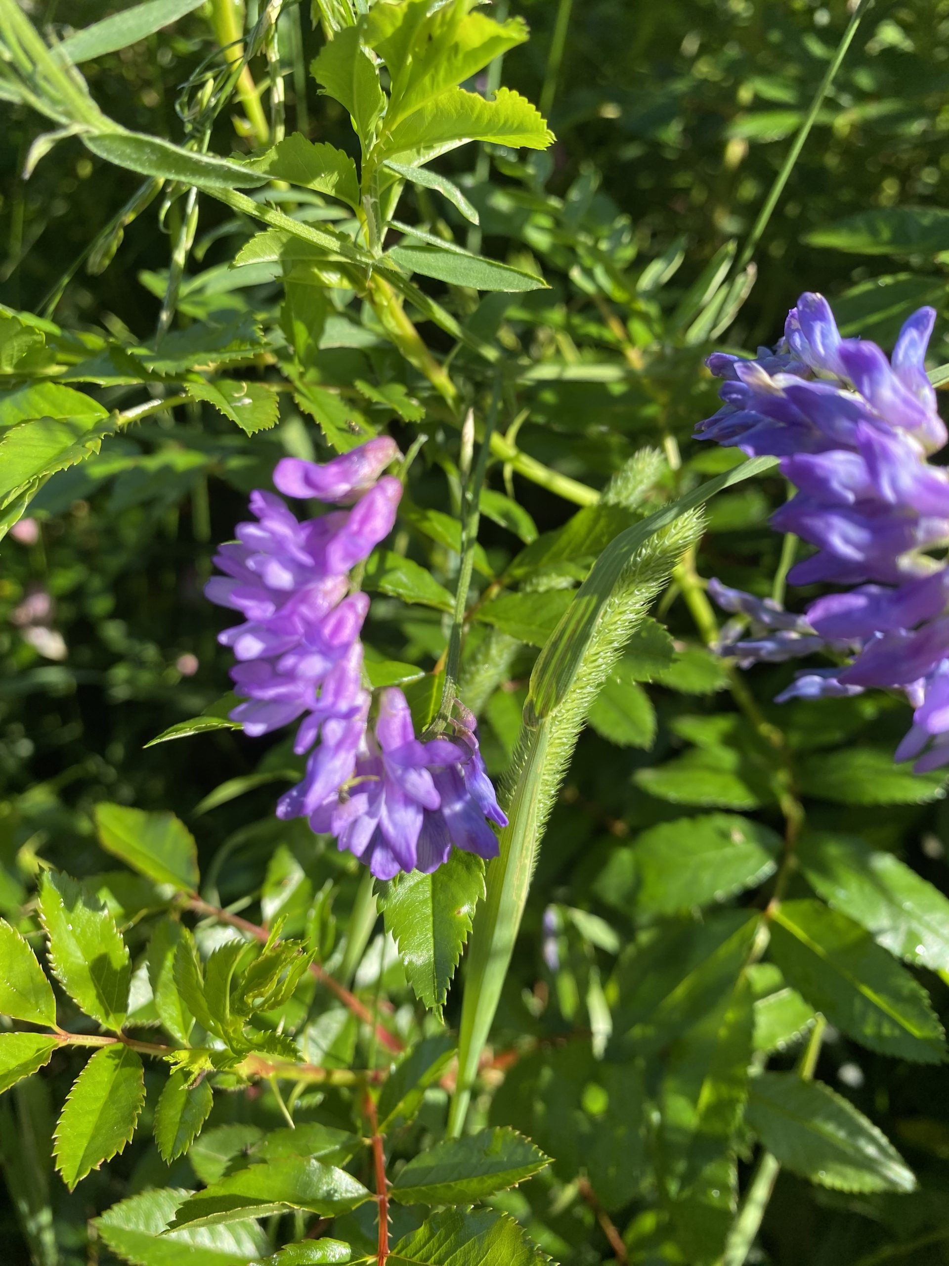 Two purple flowers in amongst greenery.